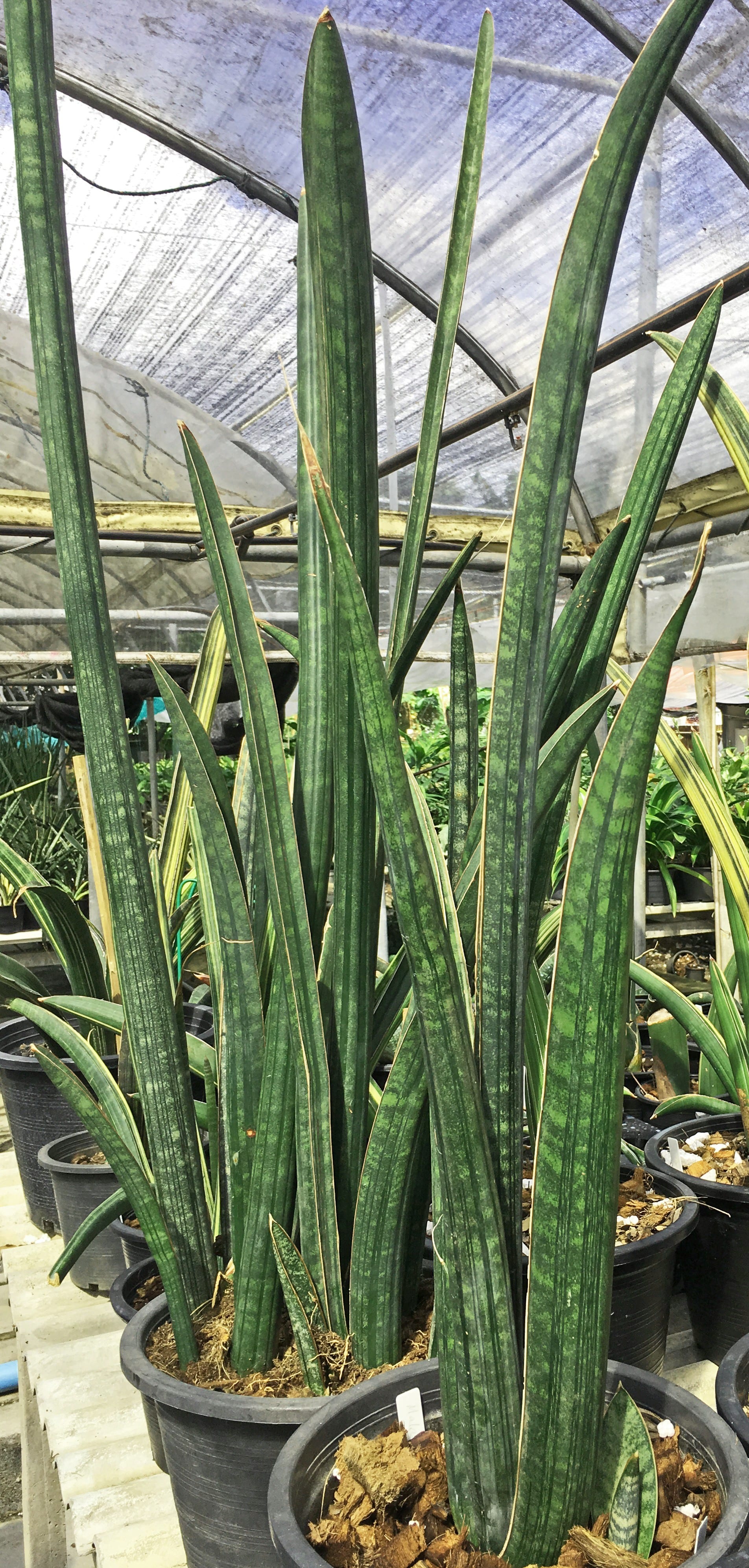 白斑 サンセベリア Malawi Bat サンスベリア Sansevieria NewLife Tropicals