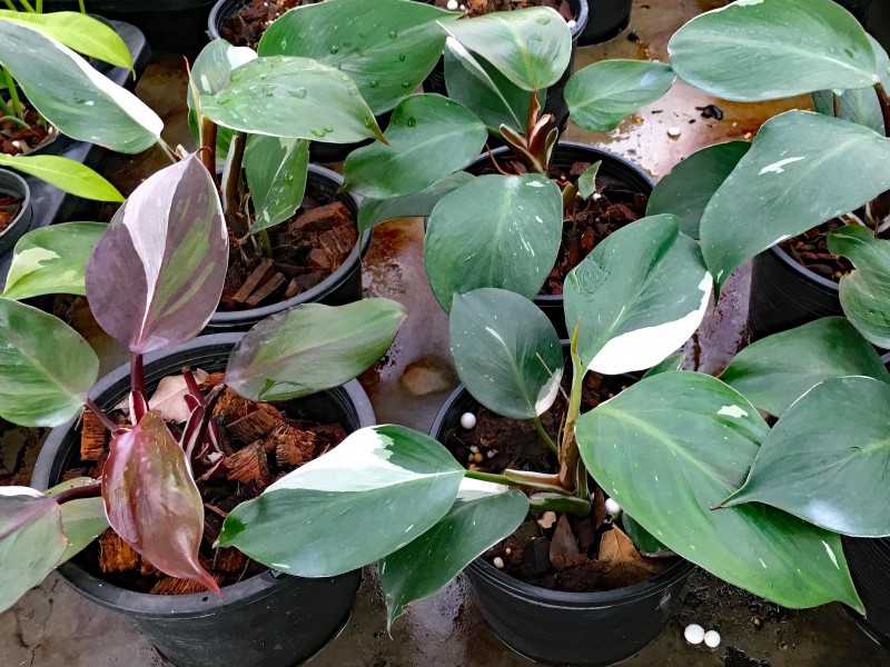 Newlife Tropicals