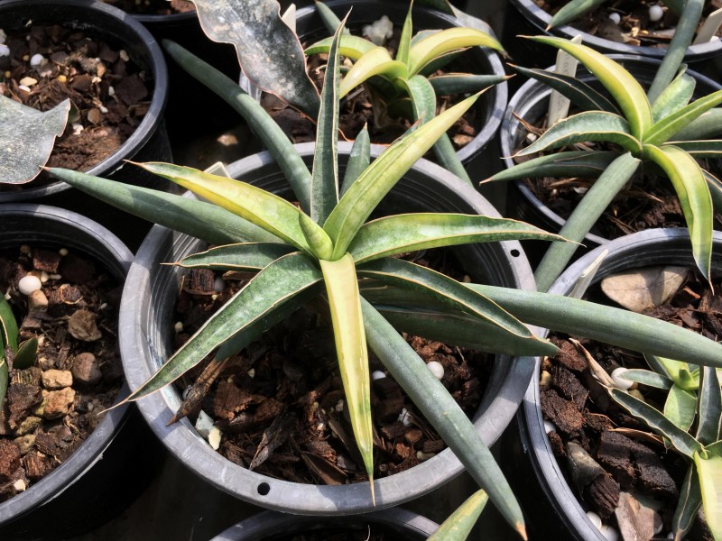 NewLife Tropicals