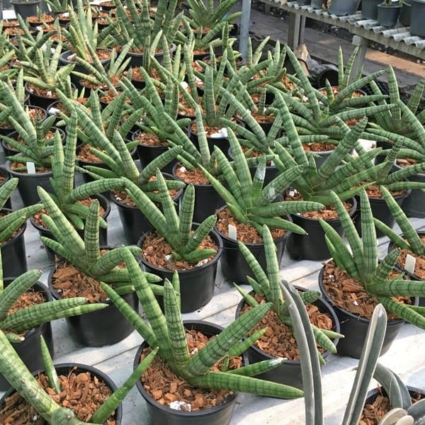 NewLife Tropicals
