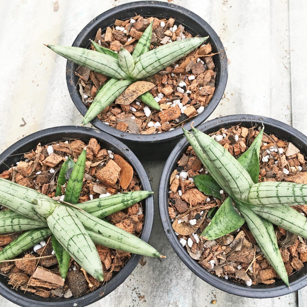 EMP サンセベリア Niaphat dwarf / SA399 ブロメリア ビルベルギア