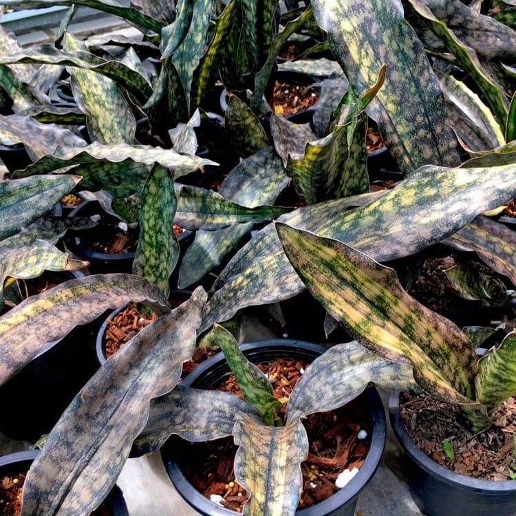 サンスベリア Sp. YOKOLO, MOZAMBIQUE サンスベリア Sp. YOKOLO, MOZAMBIQUE サンスベリア Sp. YOKOLO