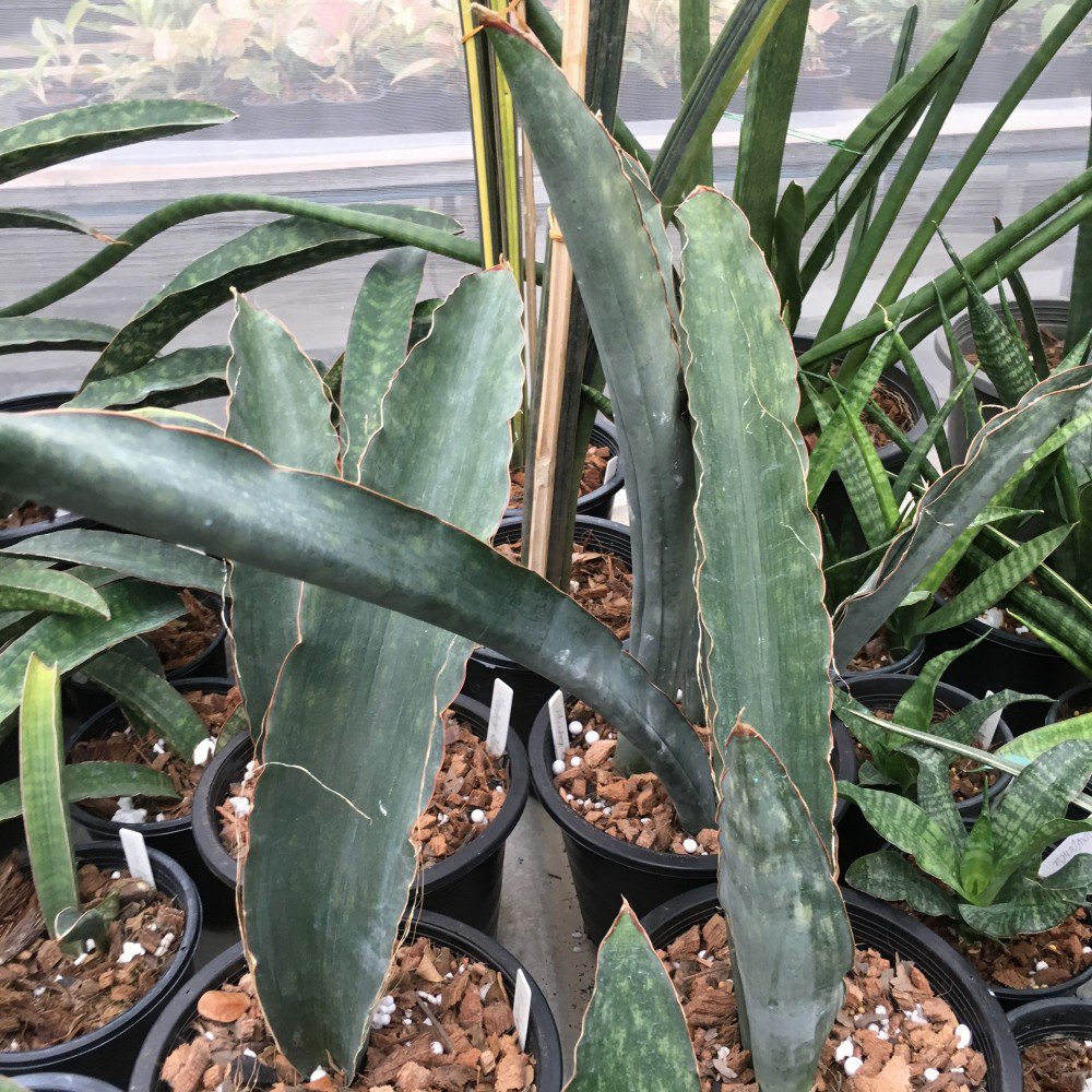 Newlife Tropicals Newlife Tropicals