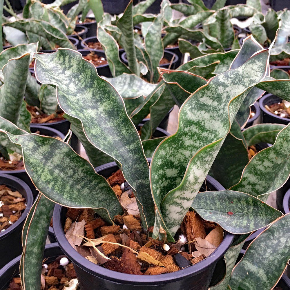 NewLife Tropicals