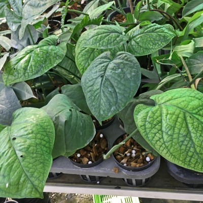 philodendron gloriosum standort Philodendron gloriosum – Foliage Factory main image 0