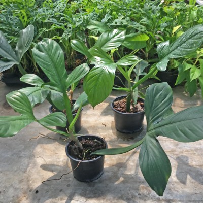 NewLife Tropicals