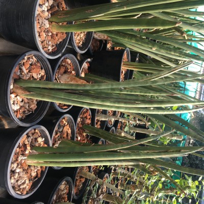 サンスベリア SP 清々しく Bhitalae Silver Blue 