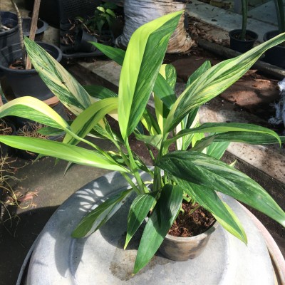 NewLife Tropicals