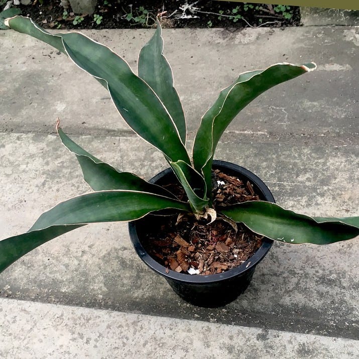 rote zimmerpflanze Rote Congo Orchidee im Retro Übertopf rot Ø9cm – blühende Zimmerpflanz main image 0